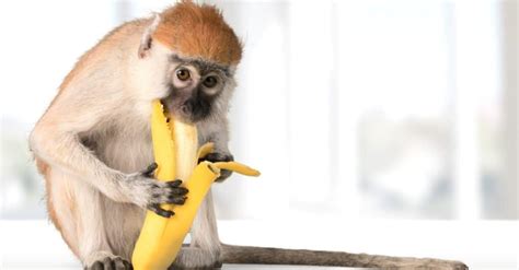 do monkeys like bananas.
